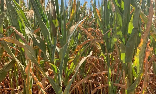 Perdas financeiras com a estiagem gaúcha podem alcançar R$ 19,77 bilhões