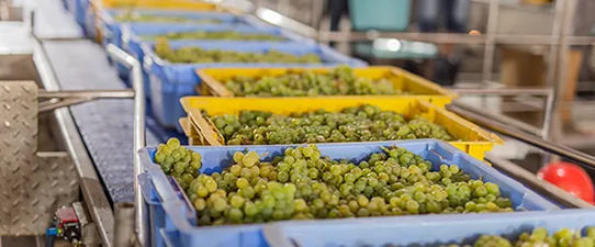 Cooperativa Vinícola Garibaldi inicia recebimento da safra da uva 2022