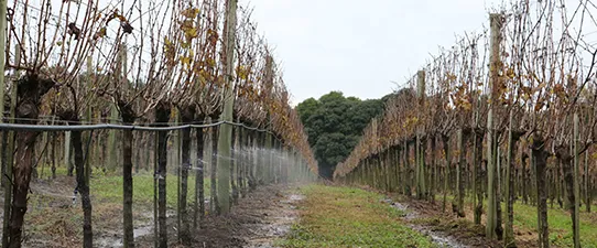 Cooperativa Vinícola Aurora projeta público de 5 mil pessoas em feira voltada à vitivinicultura