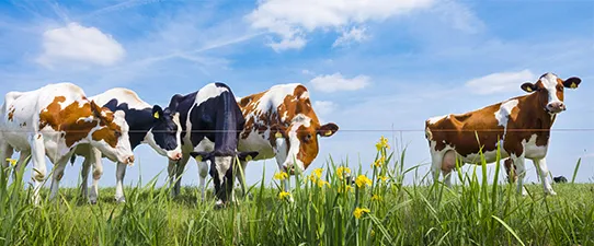 Languiru habilitada para comercialização em todo Estado