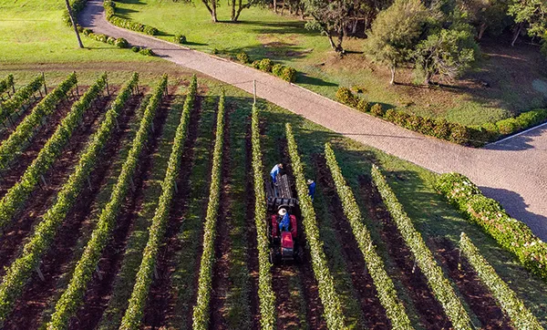 Colheita 2022 repete excelência da "safra das safras" na Vinícola Aurora