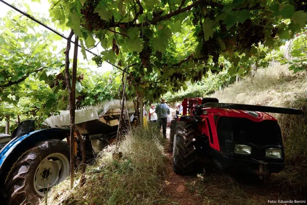 Vitis Aurora destacará tendências climáticas, protagonismo feminino e juventude no campo 