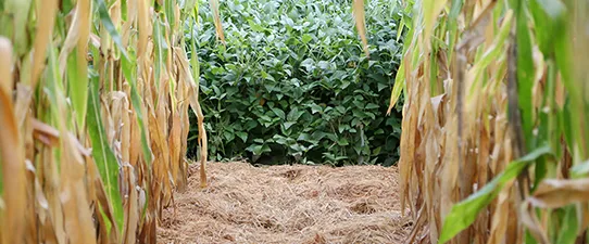 Inflação e margens menores deverão impactar custos dos grãos