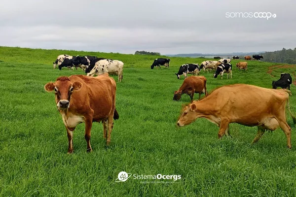 Registro de um rebanho leiteiro em pastagem verdejante no interior do Rio Grande do Sul, ilustrando a produção leiteira cooperativa. Destaque para vacas de diferentes raças e o cenário rural ao fundo. 