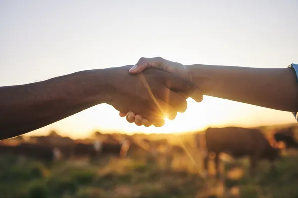 Duas pessoas apertam as mãos em um campo ao entardecer, com a luz do sol ao fundo e gado pastando, simbolizando parceria no meio rural.