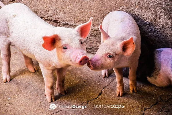 Do campo à cultura: cooperativa preserva história em Encantado 