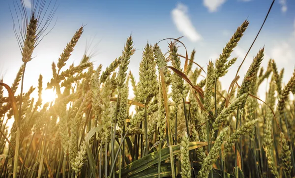 Sistema Ocergs pede ao governo federal garantia de preço mínimo no valor pago pela saca de trigo 