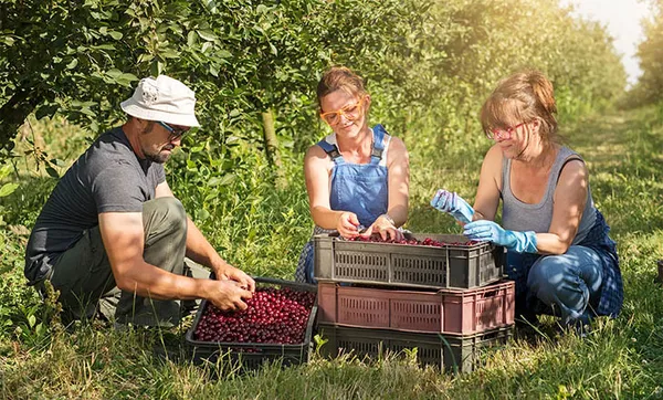 IC Agro fecha 4º trimestre com melhor resultado da série