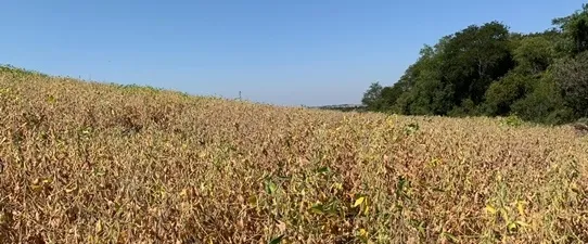 Safra de soja no Rio Grande do Sul terá perda de 46,6%