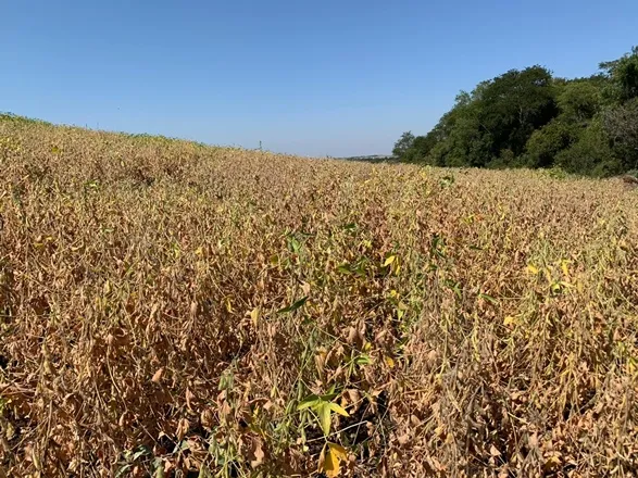 Safra de soja no Rio Grande do Sul terá perda de 46,6%