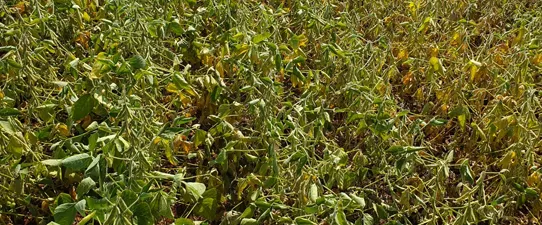 Novo levantamento da RTC aponta perda de 47% na safra de soja gaúcha