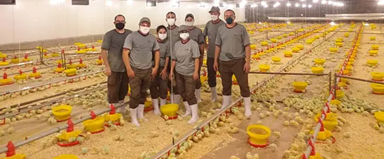 Condomínio Vespasiano Corrêa é o primeiro a alojar pintos para o abate em frigorífico da Dália Alimentos