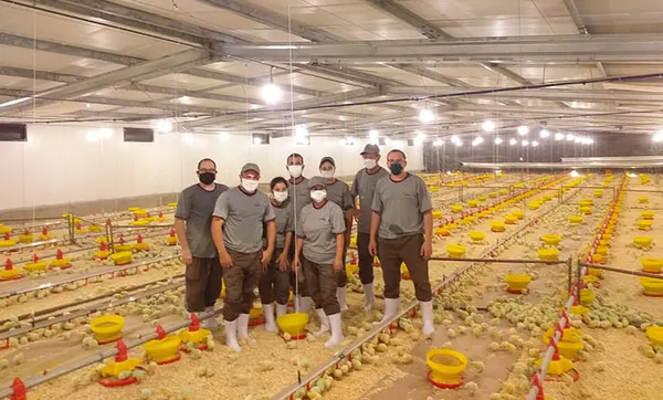 Condomínio Vespasiano Corrêa é o primeiro a alojar pintos para o abate em frigorífico da Dália Alimentos