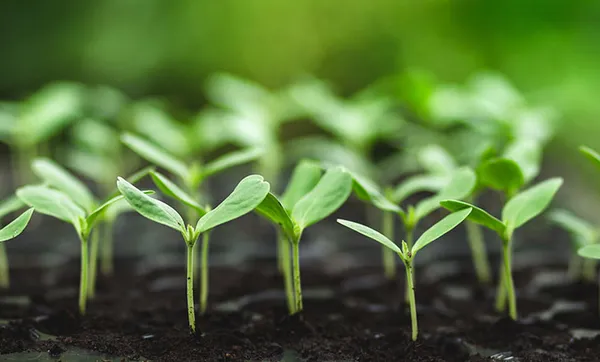 Creral doa 200 mudas de árvores para Floriano Peixoto