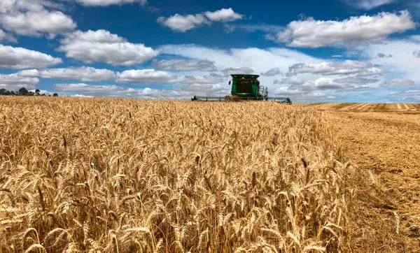Influência do clima não permite aproveitamento de cotações históricas do ano