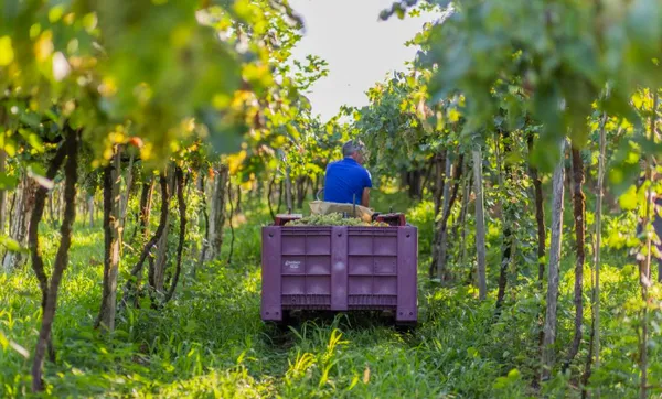 Cooperativa Vinícola Garibaldi prevê safra 25% maior em 2021