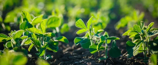 Cotribá e Ecoagro emitem 'CRA digital' inédito no Rio Grande do Sul