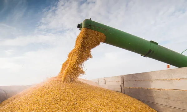 Languiru recebe produção de grãos na Região dos Vales