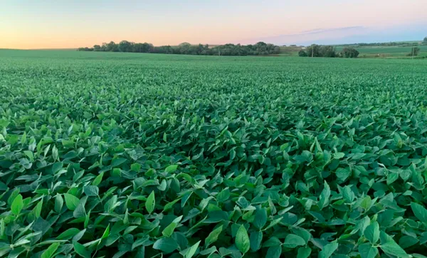 Cooperativas agropecuárias gaúchas apostam na soja para recuperar perdas