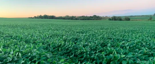 Cooperativas agropecuárias gaúchas apostam na soja para recuperar perdas