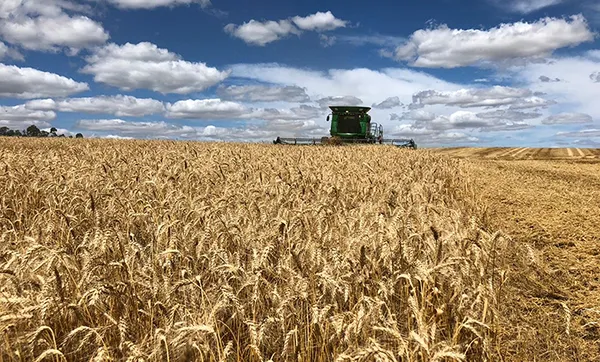 Custos de produção do trigo tem alta de 21,77% para esta safra