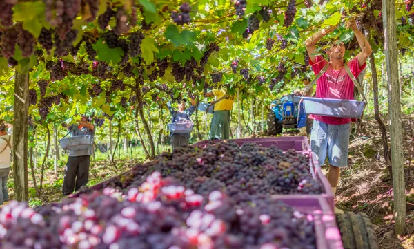 Cooperativas Vinícolas do RS preveem regularização dos estoques com a Safra 2021