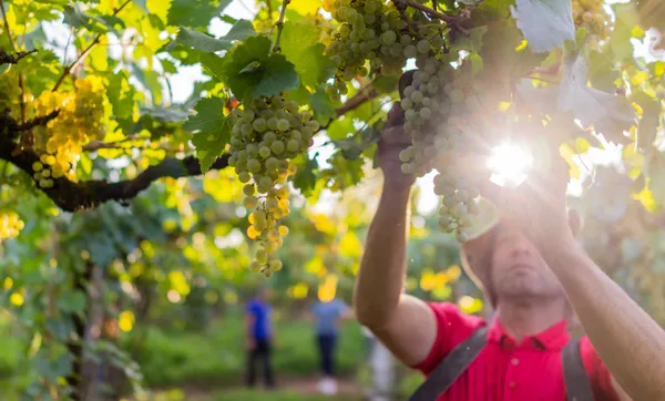 Com safra acima da projetada, Vinícola Garibaldi regulariza estoques