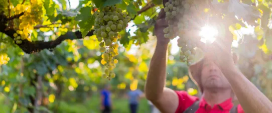Com safra acima da projetada, Vinícola Garibaldi regulariza estoques