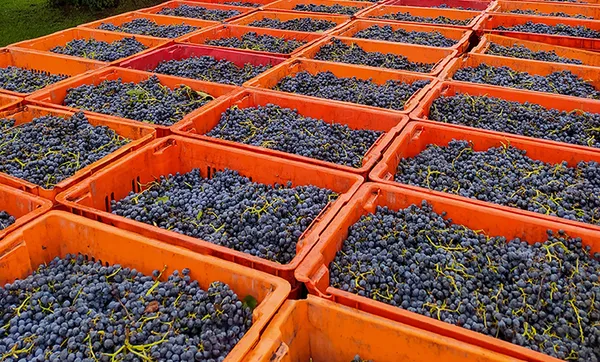 Safra 2021 é a maior na história da Nova Aliança