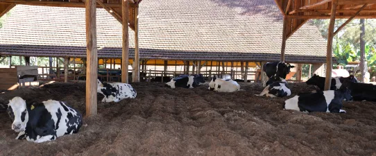 Cooperativa Languiru inicia coleta de leite na Região Sul do Estado