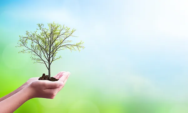 Unimed Pelotas/RS plantará 100 árvores em Pelotas