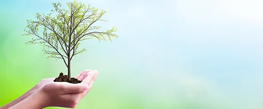 Unimed Pelotas/RS plantará 100 árvores em Pelotas