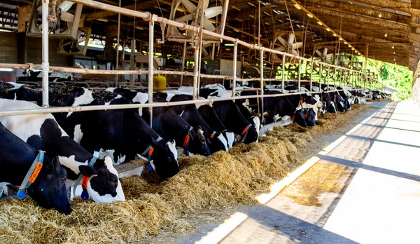 Dez anos de condomínios leiteiros que fortalecem o cooperativismo