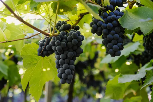 Cooperativa Vinícola Aurora estima safra de recuperação que deve passar de 70 milhões de quilos de uva