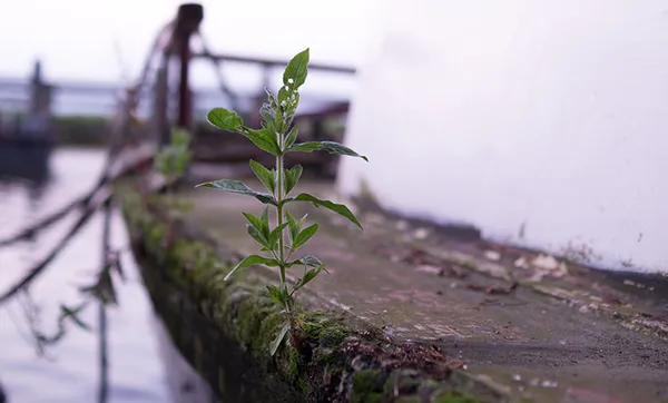 Certaja realiza ações do Dia C