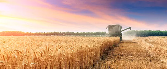 Rio Grande do Sul vive super safra de trigo e perdas nas culturas de verão em 2022