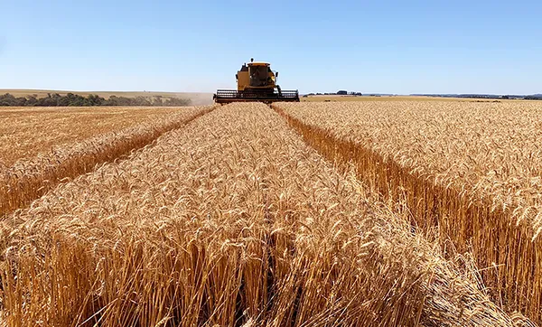 Cooperativas agropecuárias gaúchas debatem cenário para o trigo