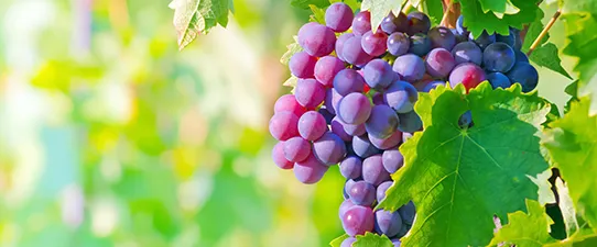 Cooperativas gaúchas têm cinco vinhos entre os 100 melhores do mundo