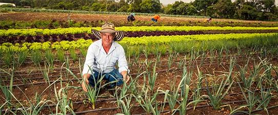 Coop na Mídia: Cooperativismo mantém elos que sustentam o setor primário