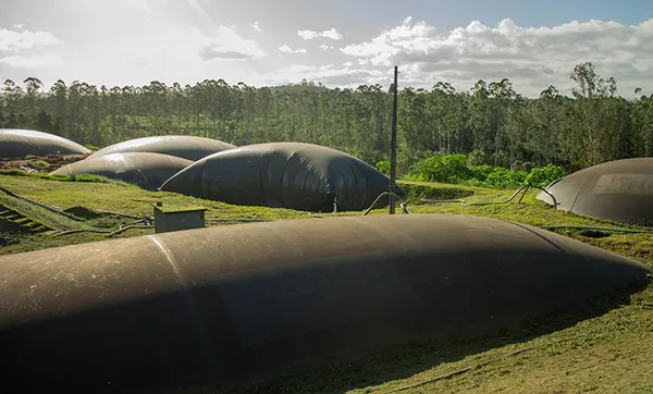 Usina de Compostagem da Ecocitrus implanta plano de prevenção individualizado frente ao coronavírus
