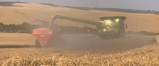 Trigo encerra colheita no Rio Grande do Sul com crescimento de 25,4%