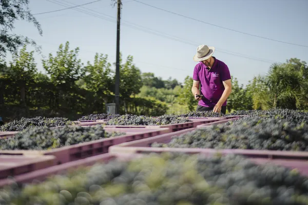 Aos 94 anos, Cooperativa Vinícola Garibaldi mira na sustentabilidade para escrever seu futuro