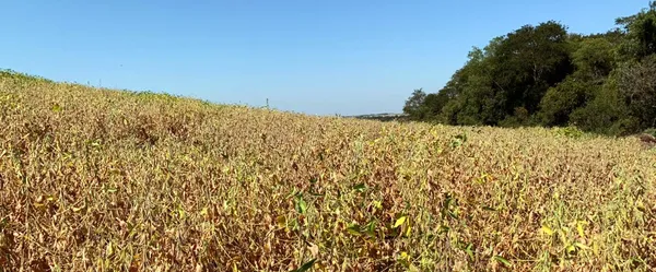 FecoAgro/RS reivindica ações imediatas para auxiliar produtores atingidos pela estiagem