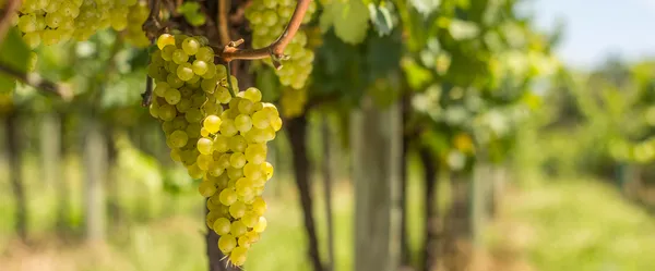 Vinícola Aurora finaliza safra 2023 com 70,5 milhões de quilos de uva