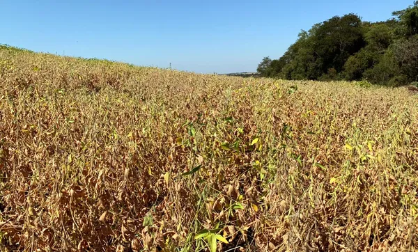 FecoAgro/RS reivindica ações imediatas para auxiliar produtores atingidos pela estiagem