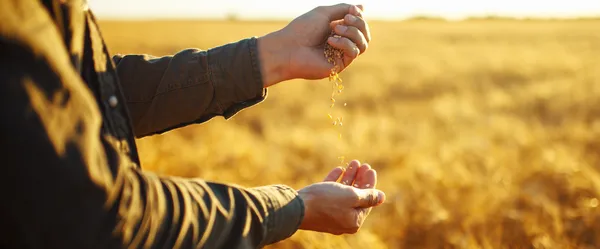 Cooperativas agropecuárias gaúchas esperam boas condições para culturas de inverno