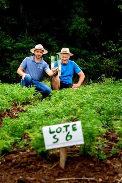 Boas práticas de associados da Languiru no cultivo de hortifrutigranjeiros