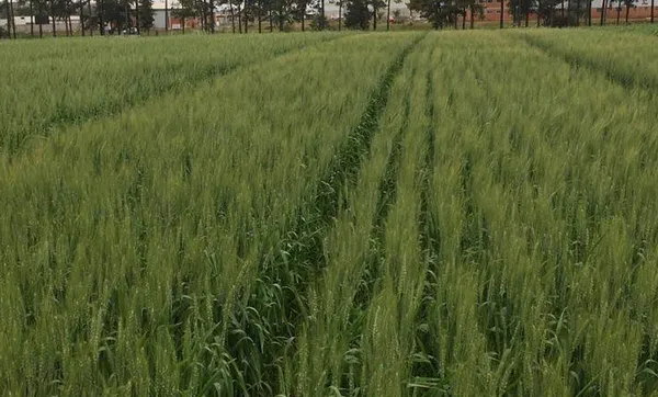 Coopermil Realizará Dia de Campo Sobre a Cultura do Trigo