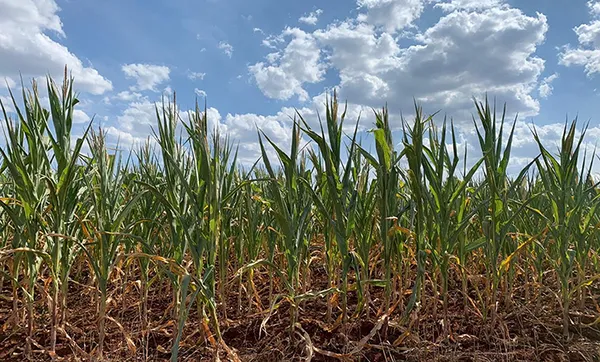 Entidades indicam ações para amenizar efeitos da estiagem no Rio Grande do Sul