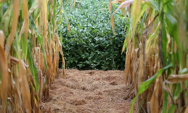 Webinar apresenta cenários do mercado da soja e do milho